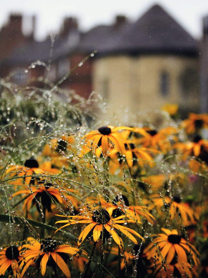 CH …. BlackEyed Susie 